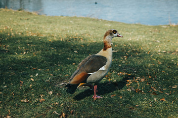 Egyptian goose standing next to a lake