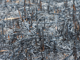 Fire in the meadow. Burnt plant remains. Ashes and coals.