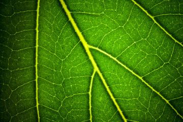 leaf veins macro texture