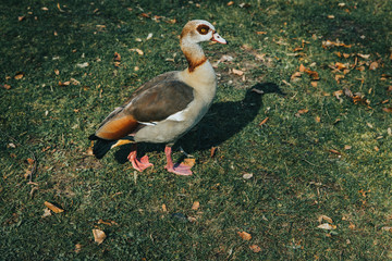 Pretty Egyptian Goose on a lawn