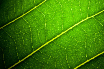 green leaf veins texture macro