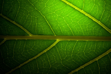 green leaf veins macro