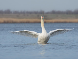 A beautiful white swan spread its wings on a pond or lake. Bird protection and bird watching.