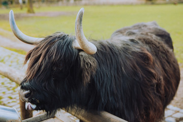 Highland cattle is cleaning its mouth with its tongue