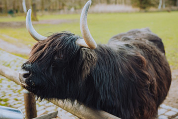 Highland cattle is waiting for food