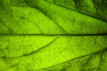 green leaf veins macro