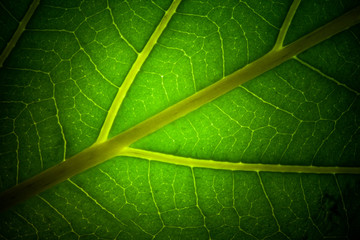 leaf veins macro background
