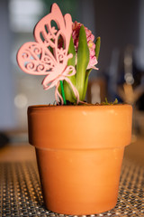 Small flower pot with hyacinth as decoration