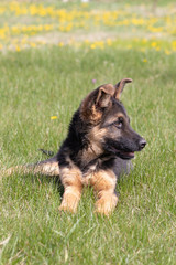 German Shepherd mixed breed puppy lies on green grass