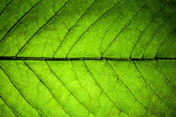 fresh green leaf veins macro - obrazy, fototapety, plakaty