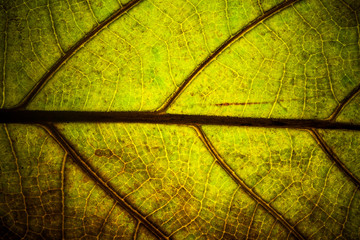 dry yellow leaf veins macro