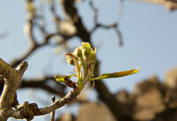branch of a tree in spring  with blossom