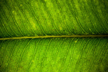 green leaves veins closeup