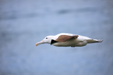 Northern royal albatross in flight, Taiaroa Head, Otago Peninsula, New Zealand