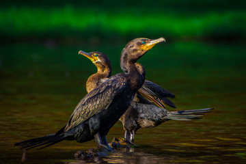 Áves Birds nature
