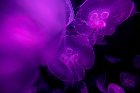 Aurelia Qualle Medusen Schwarm pink makro - Powered by Adobe