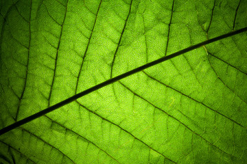 Naklejka na ściany i meble fresh leaf veins closeup