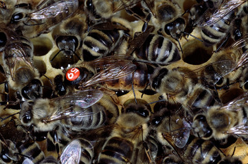 Queen Bee, Queen, Bee brood, Young bees, Thuringia, Germany, Europe