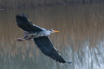 Ein Graureiher im Tiefflug über ein Gewässer