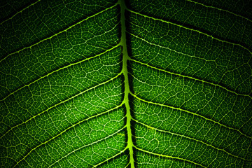 leaf veins texture extreme macro dramatic background