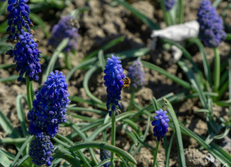 Honey Bee working on Muscari Flowers on field