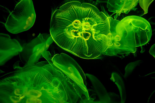 Aurelia Qualle Medusen Schwarm gr&uuml;n