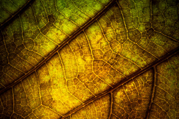 dry dramatic leaves veins texture