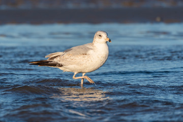 White and grey seagull wading in shallow ocean water balances on one dripping webbed foot while foraging for food.