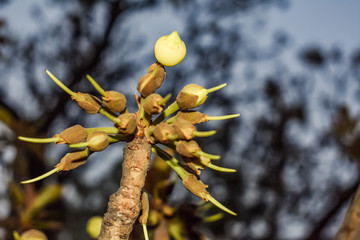 madhuca Longifolia flower bud in the tree branches wild natural foods.