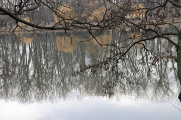 Canadian lakes and tree branches. Lake with reflection of the sky and tree branches above it