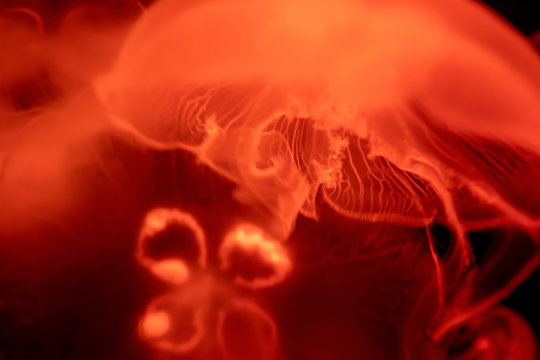Aurelia Qualle Medusen Schwarm rot makro