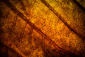 leaf veins macro texture of dry orange color leaf