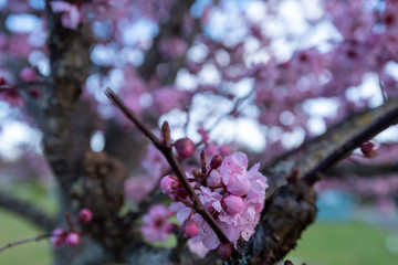Selective focus close up of pink cherry blossoms