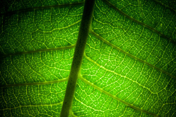 green leaves veins macro pattern