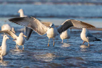 Fototapeta na wymiar Large flock of seagulls wading in shallow ocean water part as larger bird descends with wide wing span.