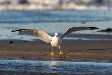 Fototapeta na wymiar White seagull delicately lands on the waters edge sand and a low tide.