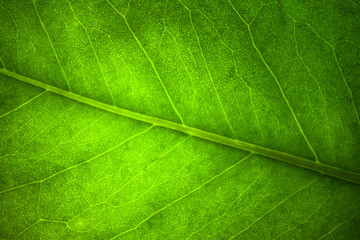 fresh green leaf vein