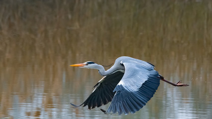 Ein Graureiher im Flug