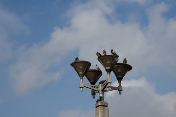 Many pigeons are sitting on a lantern. Birds on the lantern