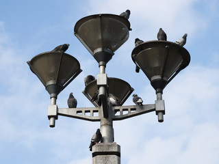 A lot of pigeons on the lantern. Birds on a lantern against the sky