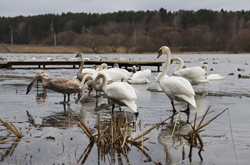 Swans walk on the ice. Flock of alarmed swans on a lake