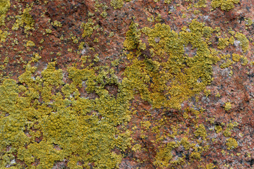 The texture of green plaque on the stone. Green mold on the stone.