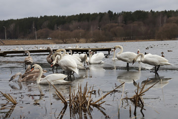 Swans fall on melting ice