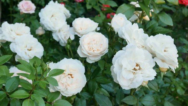 beautiful white roses in spring garden