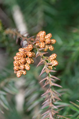 スギの雄花