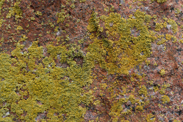 Yellow shallow moss on a red stone. Background of red stone and yellow moss