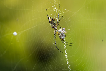 Spider on a web