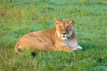 Lioness staring into the camera