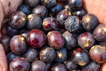 Indian fruit char Raw fruits also know as  Buchanania Lanzan close full frame health forest natural.