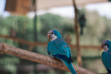 parrot on a branch